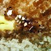 Decapode Crevette queue de paon Ma